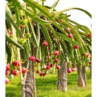 Матча пурпурова Пітайя (Драгон-фрут) 80 г. Изображение №3